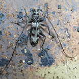 Derolus gyllenhali